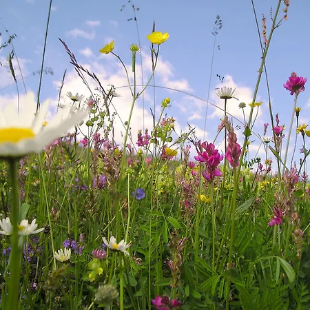 Arche De Noe B&B Verbier